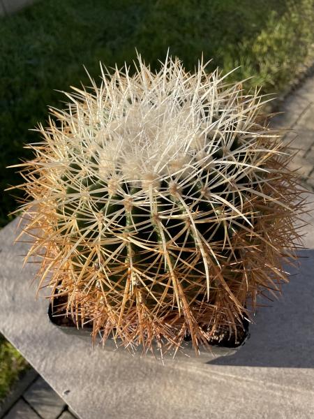 Echinocactus grusonii rot